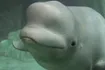 Beluga Whale