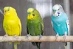 Budgerigar