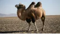 Camel