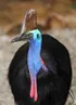 Cassowary