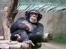 Chimpanzee