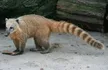 Coati