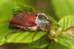 Cockchafer