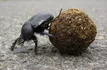 Dung Beetle