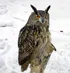 Eagle Owl