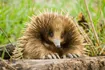 Echidna