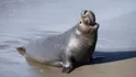 Elephant Seal