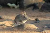 Elephant Shrew