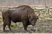 European Bison