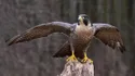 Falcon