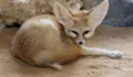 Fennec Fox