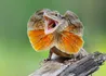 Frilled Lizard