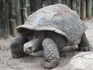 Giant Tortoise