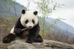 Giant Panda