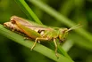 Grasshopper