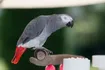 Grey Parrot