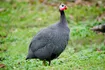 Guineafowl