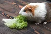 Guinea Pig