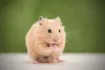 Hamster