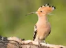 Hoopoe