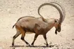 Ibex