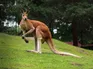 Kangaroo