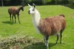 Llama