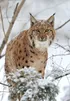 Lynx