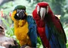 Macaw