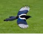 Magpie