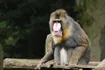 Mandrill