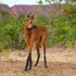 Maned Wolf