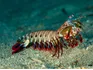 Mantis Shrimp