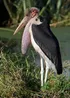 Marabou Stork