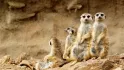 Meerkat