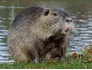 Nutria