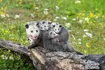 Opossum