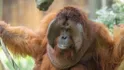 Orangutan