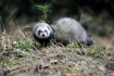 Polecat