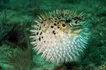 Porcupinefish