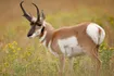 Pronghorn