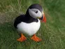 Puffin