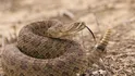 Rattlesnake