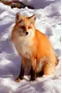 Red Fox