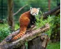 Red Panda