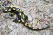 Salamander