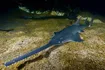 Sawfish