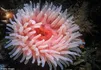 Sea Anemone