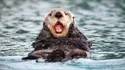 Sea Otter