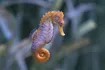 Seahorse